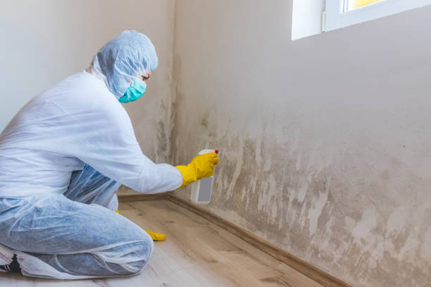 Licensed Mold Remediation service in Surry, VA - 24 Hour Mold Removal